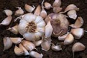 Garlic, Autumn Planting, Thermidrome (Softneck)
