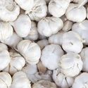 Garlic, Autumn Planting, White