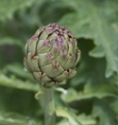 Globe Artichoke, 'Romanesco'