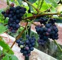 Grape Vine, Black Hamburg