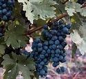 Grape Vine, Cabernet Franc