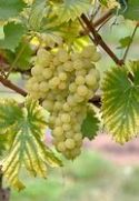 Grape Vine, Golden Champion