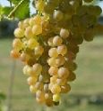 Grape Vine, Moscatel (Muscat)