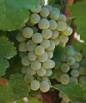 Grape Vine, Sauvignon Blanc
