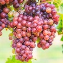 Grape Vine, Strawberry (aka. Fragola)