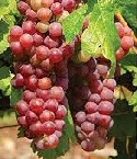 Grape Vine, Suffolk Red