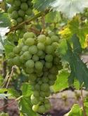 Grape Vine, Vroege Van Der Laan