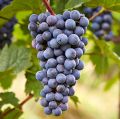 Grape Vine, Zilga