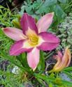 Hemerocallis, Nile Crane