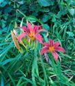 Hemerocallis, Red Rum