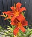 Hemerocallis, Sammy Russell