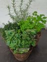 Herb Collection (4 plants)