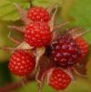 Japanese Wineberry, Rubus phoenicolasius