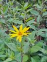 Jerusalem Artichoke, Papas® (dwarf)