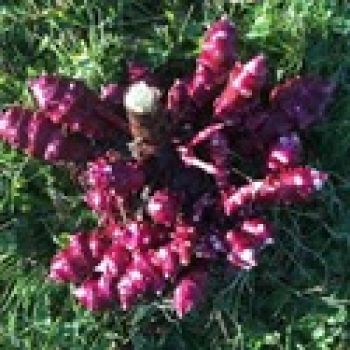 Jerusalem Artichoke, Red Dwarf