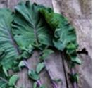 Perennial Kale, Cottager's (Plant)