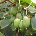 Kiwi Fruit, actinidia arguta 'Issai’