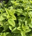Lemon balm, Melissa offinalis