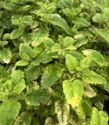 Lemon balm, variegated, Melissa offinalis