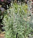 Marjoram, Sweet (Origanum marjorana)