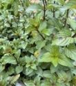 Mint, Chocolate