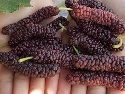 Mulberry, Giant Fruit (Pakistan)