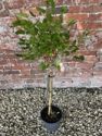 Mulberry, 'Mojo Berry' - quarter standard