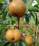 Nashi Pear , Asian Pear 'Olympic'