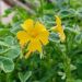 Oca 'Giggles' ®, Oxalis tuberosa