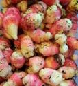 Oca 'Giggles' ®, Oxalis tuberosa