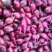Onion Sets, Autumn Planting, Blood Red 250g