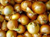 Onion Sets, Autumn Planting, Yellow Winter (was Radar) 250g