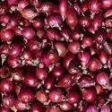 Onion Sets, Autumn Planting, Red Winter 250g