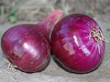 Onion Sets, Spring-planting, Red Baron 250g