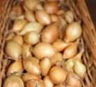 Onion Sets, Spring-planting, Rumba 250g
