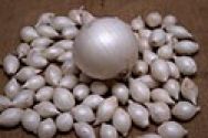 Onion Sets, Autumn Planting, Snowball 250g