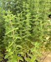 Oregano, Common (Oregano vulgare ssp)