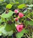 Oxalis tetraphylla 'Iron Cross'