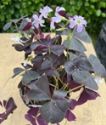 Oxalis triangularis ssp. triangularis (Purple Leaf False Shamrock)