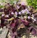 Oxalis triangularis ssp. triangularis (Purple Leaf False Shamrock)