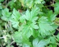 Parsley, French Flat-leaved