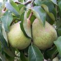 Pear, Doyenne du Comice - Patio Bush