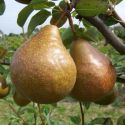 Pear, Durondeau - Palmette Oblique (BARE ROOT) SPECIAL DELIVERY