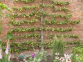 Pear, Espalier 4 tier, Assorted Varieties FOR COLLECTION OR SPECIAL DELIVERY