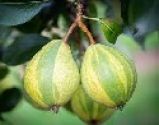 Pear, Humbug (Pysanka) - Maiden