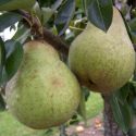 Pear, Williams Bon Chretien - Double U-cordon (BARE ROOT) SPECIAL DELIVERY
