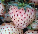 Strawberry, 'Pineberry'