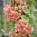 Currants, Pinkcurrant 'Pink Champagne'