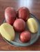 Seed Potato, Alouette (Organic) - 6 tubers