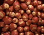 Seed Potato, Apache - 1 kilo